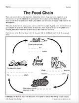Food Chain Diagram Printable (3rd - 5th Grade) - TeacherVision